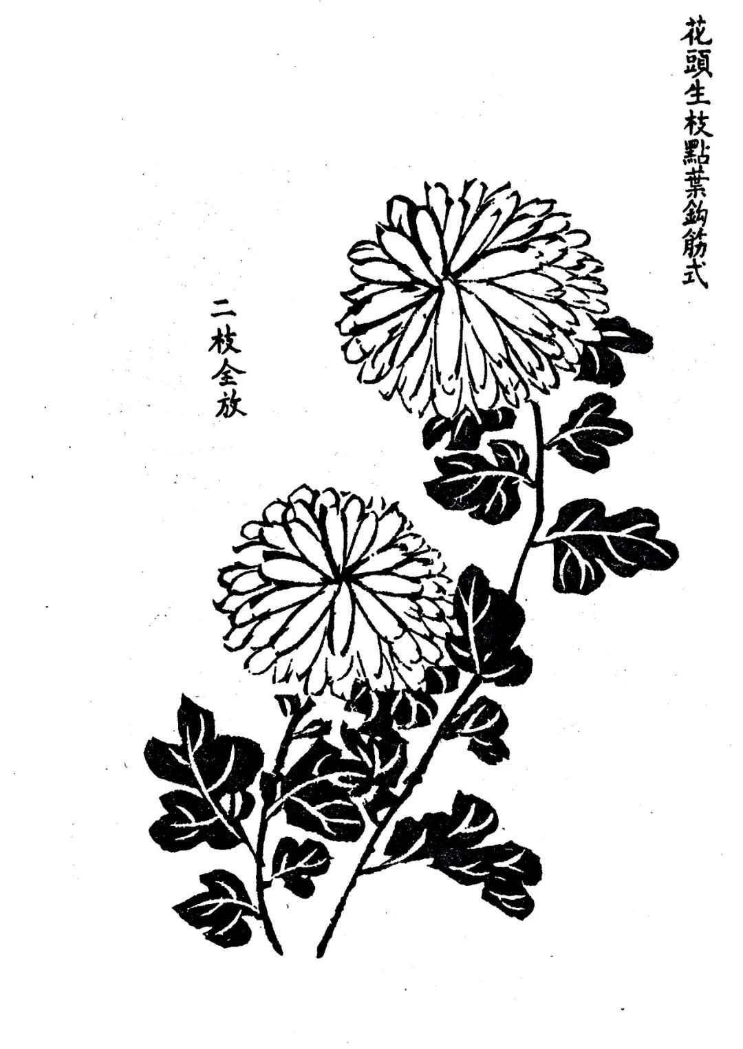 初学者画菊秘籍