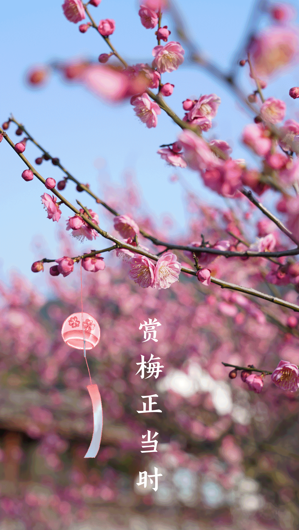 的赏花季也到了🌿🌺🍀🌸🍃🌷最先绽放的当然是梅花图源