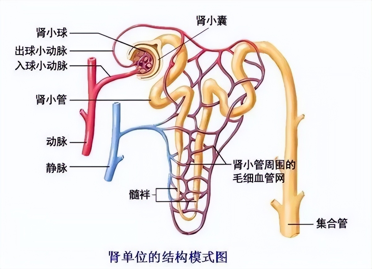 尿毒症频发背后原因何在?医生释疑:烟酒非主因,何习惯导致?
