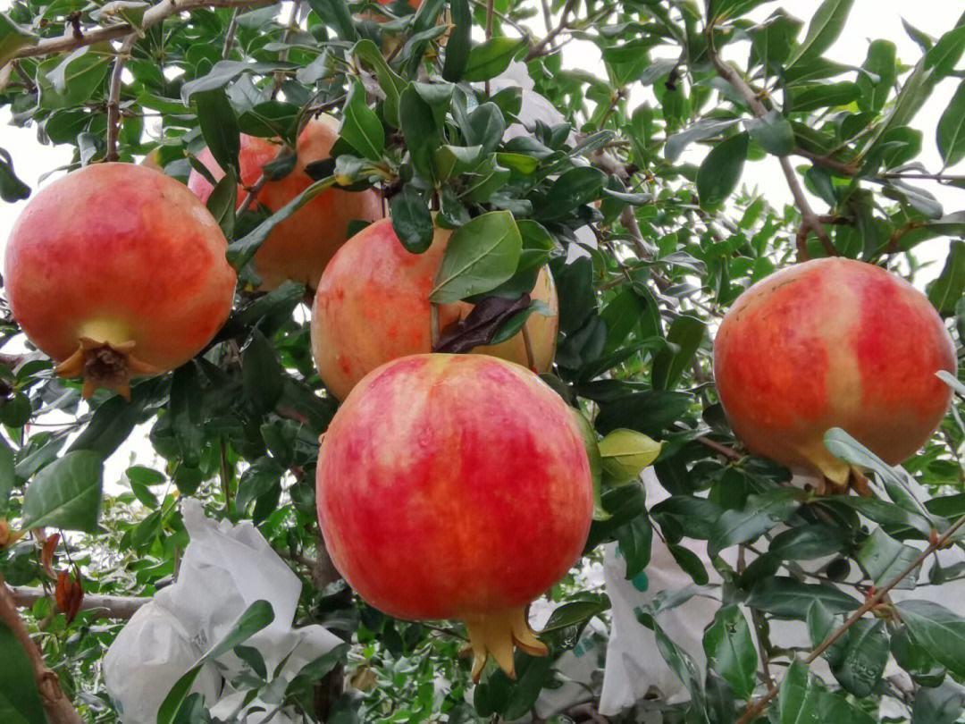 花艳果大的石榴,养护做好4点,开花多结果多,能看又好吃