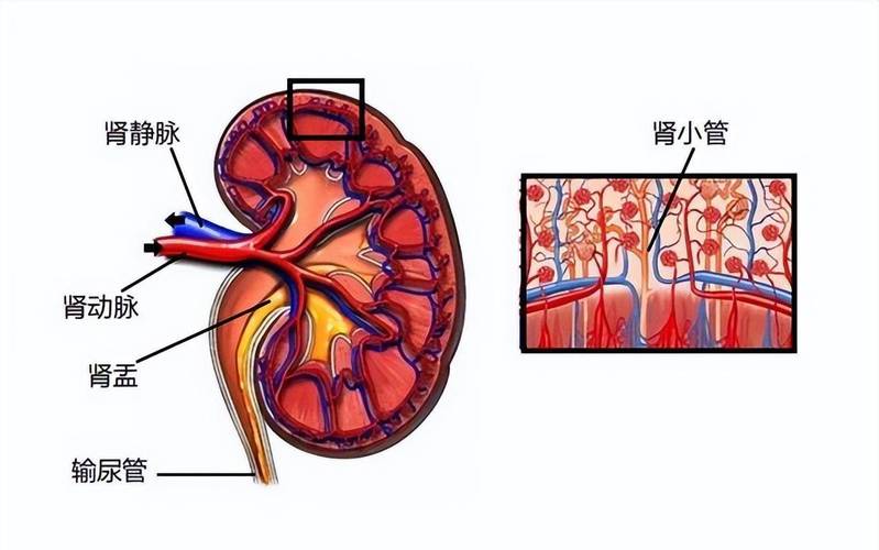 尿蛋白少却血肌酐持续升高,如何应对间质性肾炎?