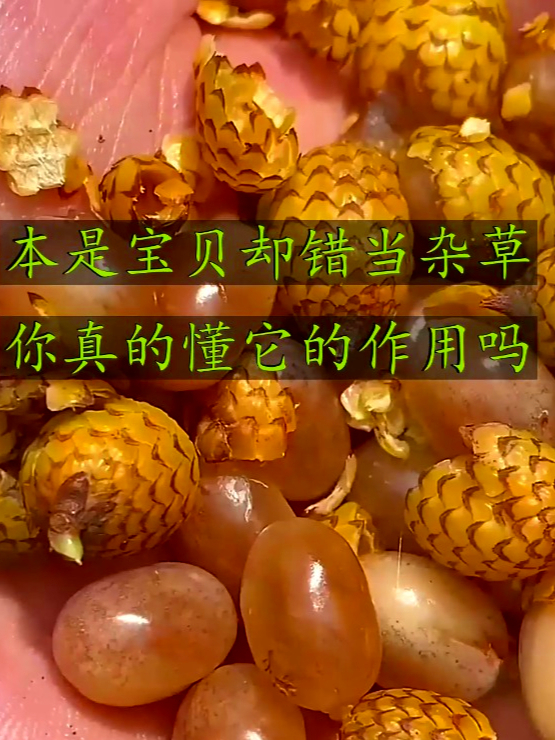 毛鳞省藤也叫蛇皮果,觉得喉咙干痒不舒服,这时可以用它来缓解