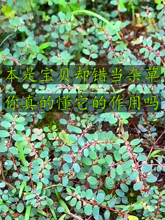 血见愁也叫山藿香,不小心磕着碰着了,可以把它捣烂外敷