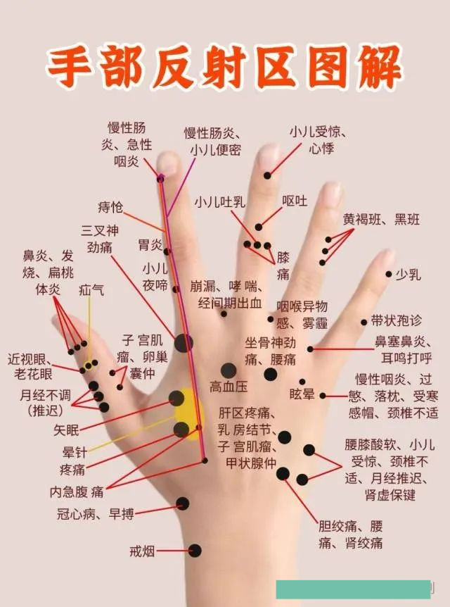 手上的穴位手背对应的五脏六腑图手背上的经络图解手背经络图解大全