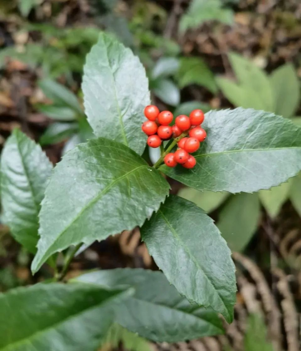 "草珊瑚"又名肿节风,九节兰.全株可供药用