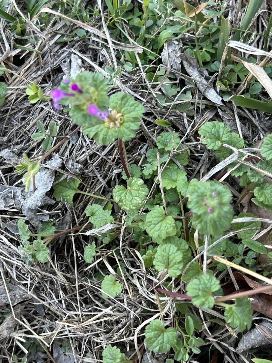 不起眼的野草,对跌打损伤,骨折效果好,有"接骨草"之称