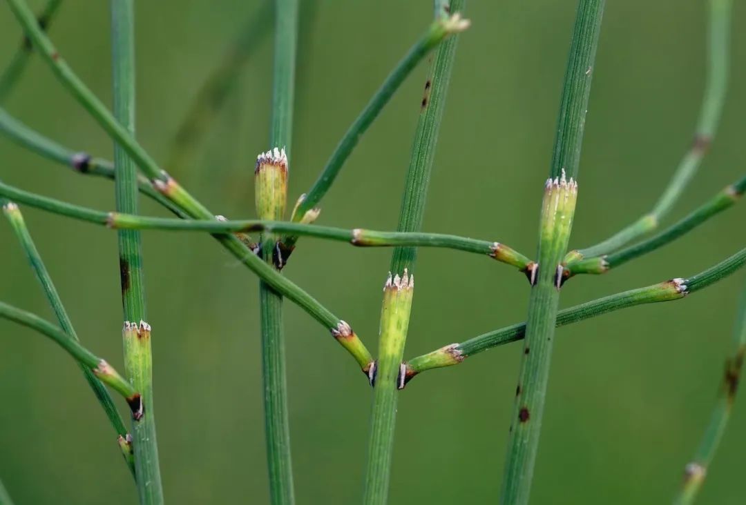 节节草:田间地头的"接骨圣手"