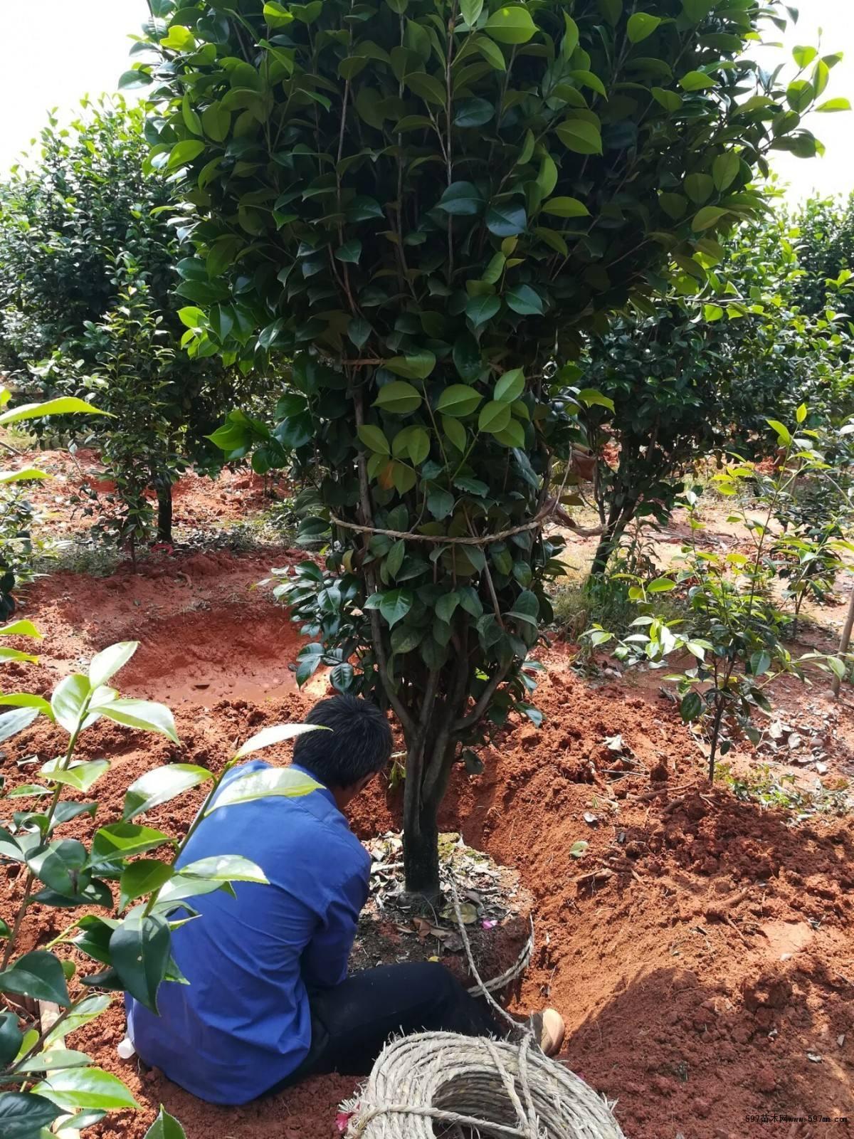 茶花花谢后有个特殊期适合做3件事错过就要等明年