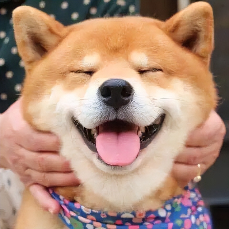 秋田犬吃什么狗粮好?1分钟学会选狗粮,记得收藏!