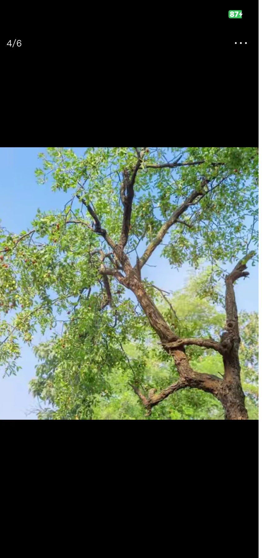 内陆枣树几乎全得疯病,滨州市沾化,无棣是大枣原产地