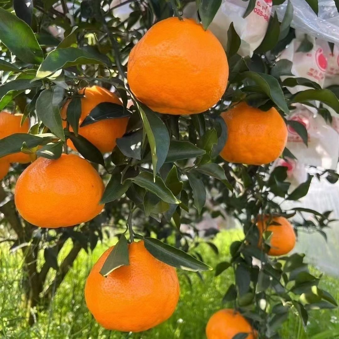 春见粑粑柑学名 "春见",属于芸香科柑橘属,是晚熟杂柑品种