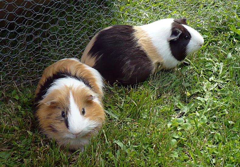 豚鼠-啮齿宠物2 豚鼠是非常可爱也是饲养人很多的大型啮齿动物,它有