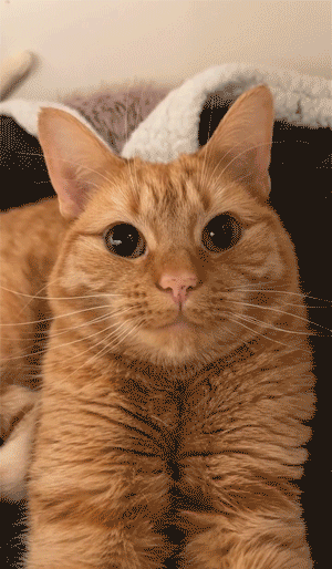 橘猫"吐黄水"?这里有最快的解决方法