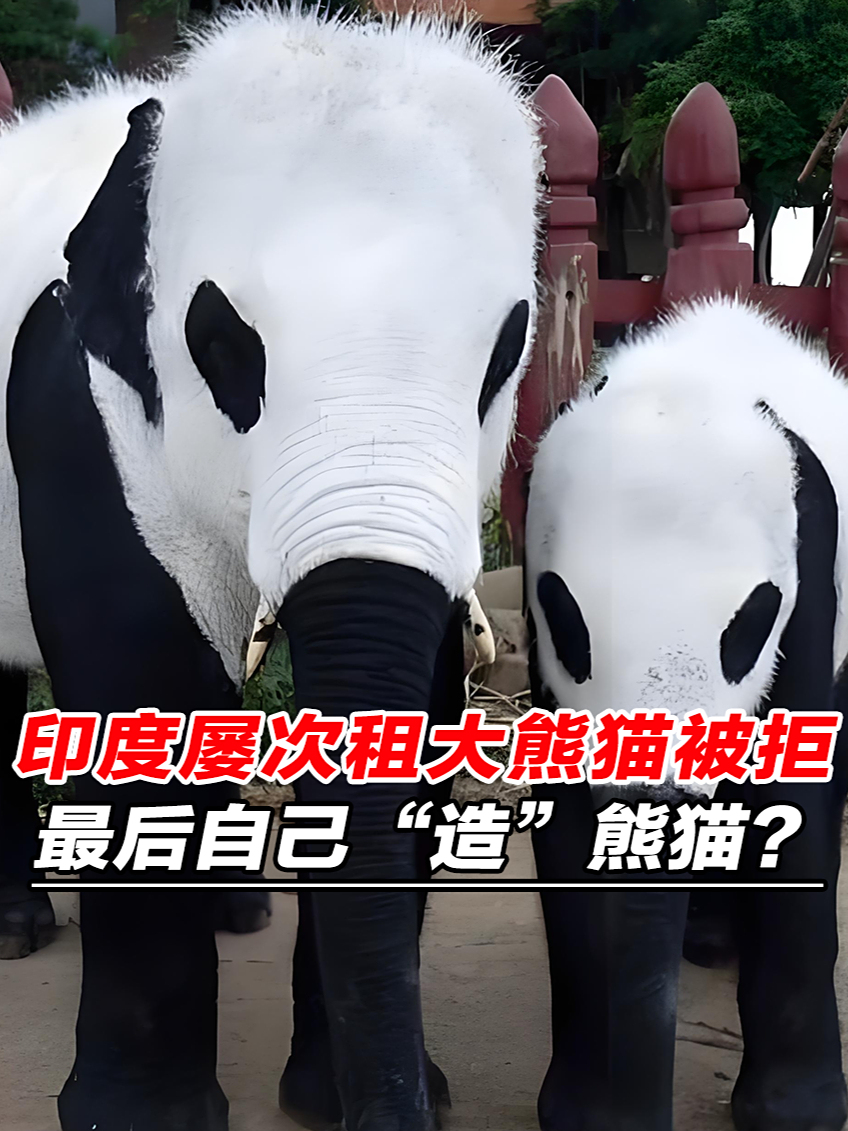 国外为什么要租大熊猫