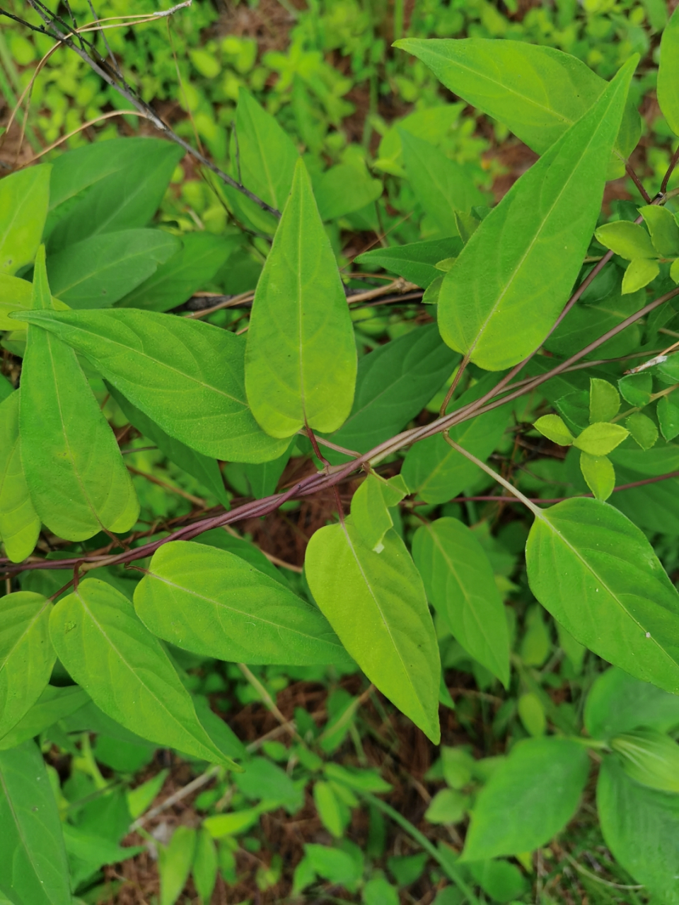 鸡屎藤:大地上的苦香叙事,一株争议植物的生态启示