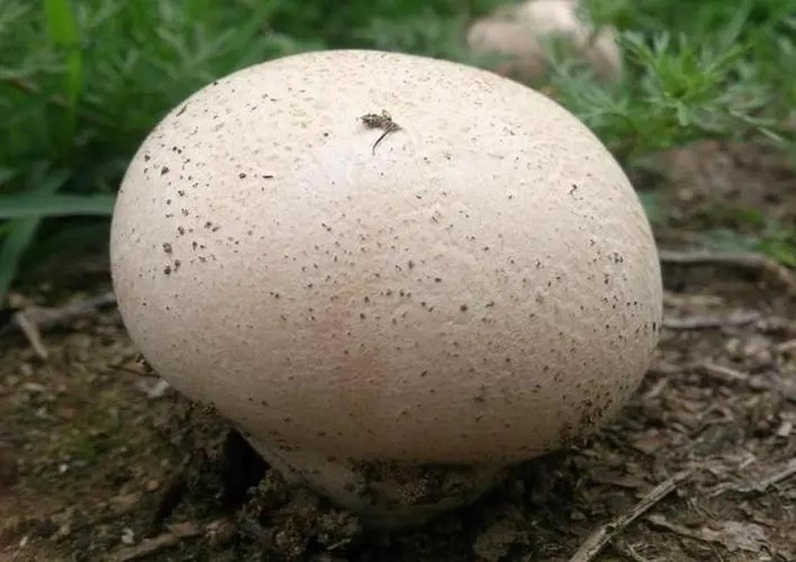 马勃别名马粪包,牛屎菇,幼时像馒头鲜嫩可食,成熟后一碰就炸