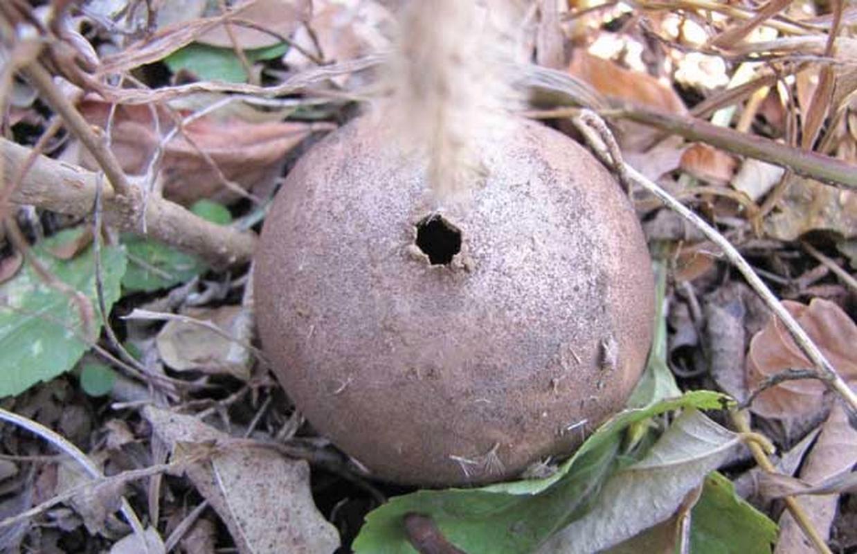 马勃别名马粪包,牛屎菇,幼时像馒头鲜嫩可食,成熟后一碰就炸
