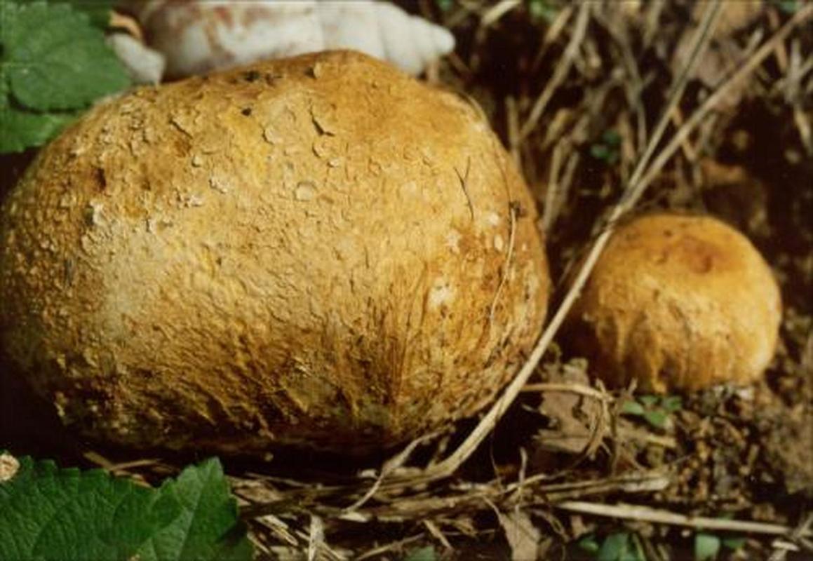 马勃别名马粪包,牛屎菇,幼时像馒头鲜嫩可食,成熟后一碰就炸