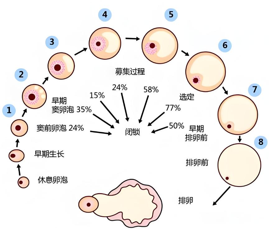双侧卵泡多数(双侧卵泡多少个算正常)