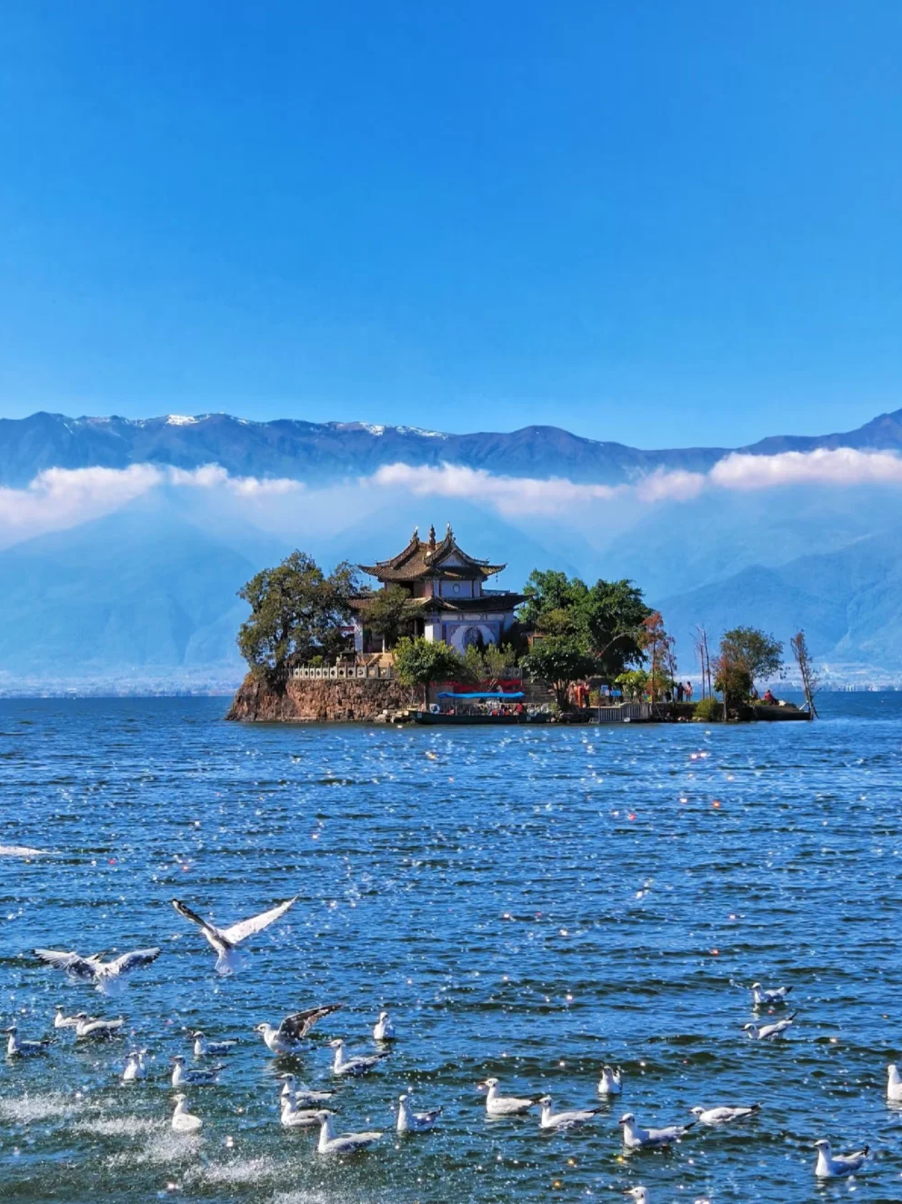 为什么说云南的春天是最美的季节?看完就懂!