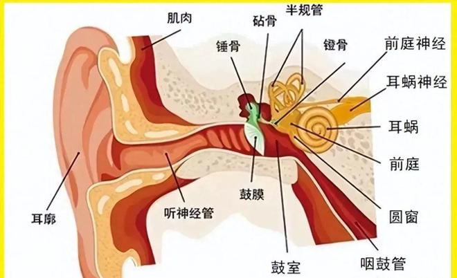 38岁泰州女子头晕迟迟找不到原因,第三次检查,医生:终于确诊了