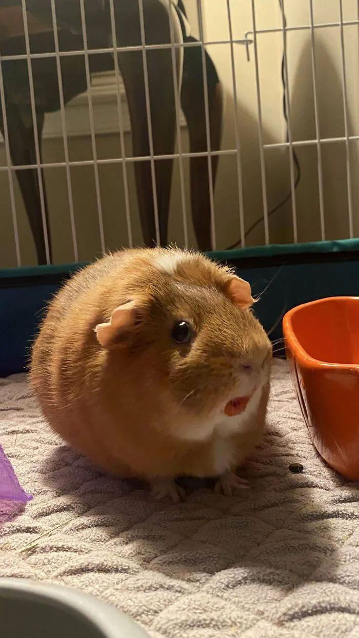 33只萌翻的小圆动物,快来治愈你的心吧!