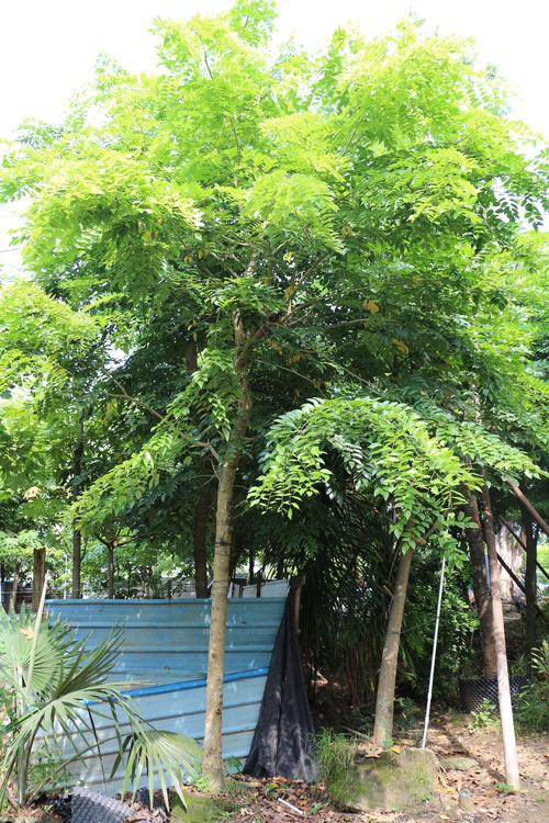 十大名贵树木排名