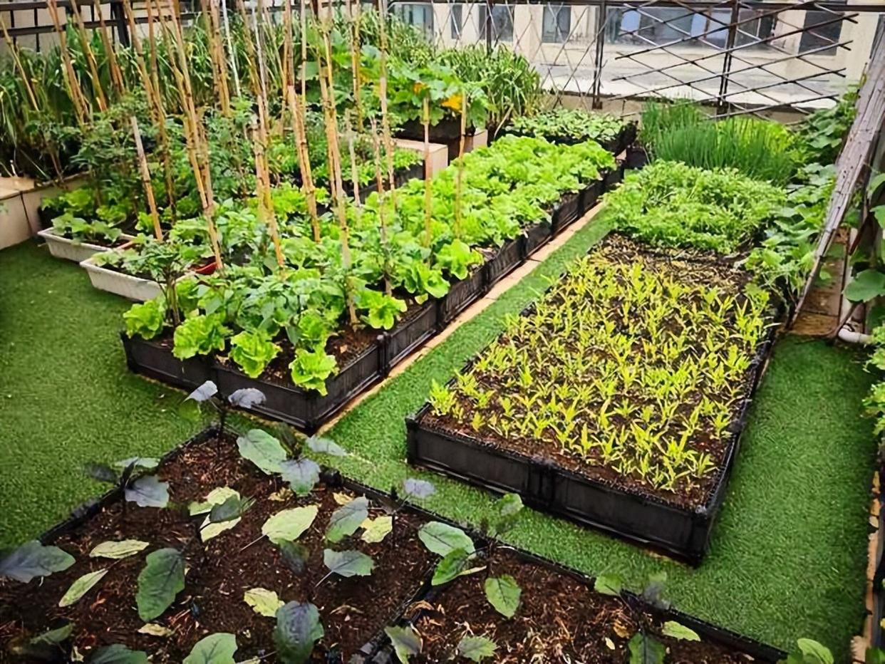 老妈抢走一半露台,用99个"塑料瓶"打造出一个菜园,不比花园差