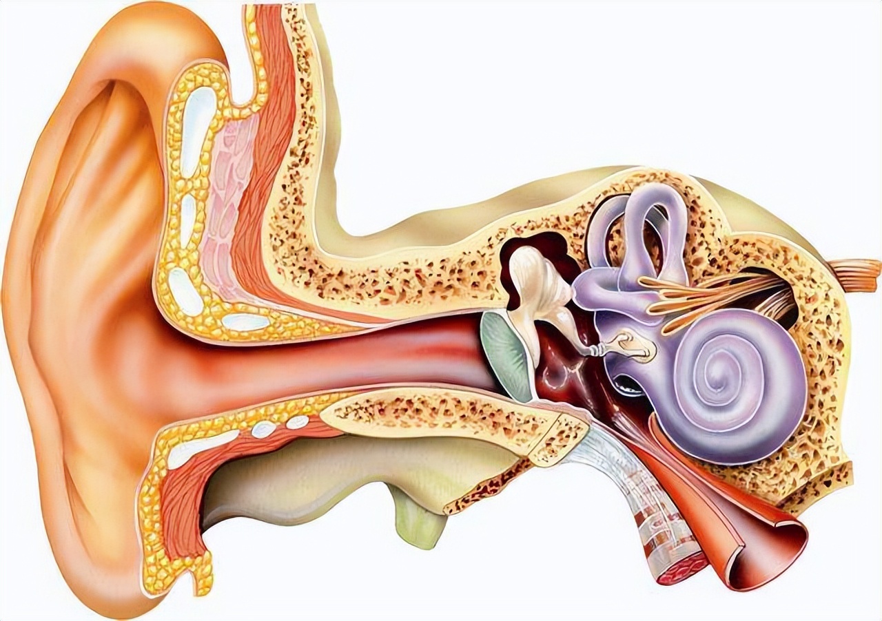 "耳石症"复位其实很简单,自己在家也能复位,具体操作见本文!