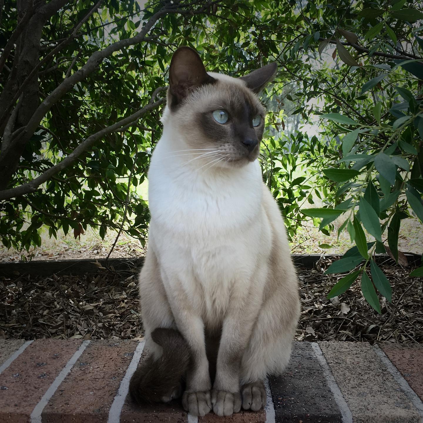 推荐朋友们饲养的猫咪品种二十七 (东奇尼猫和土耳其安哥拉猫) 土耳其