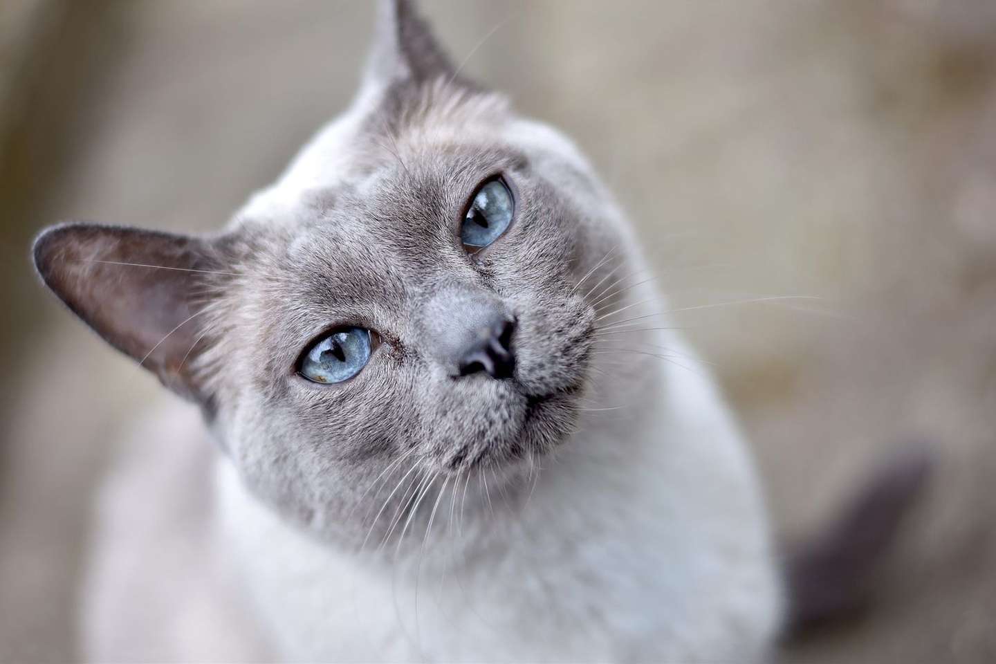 推荐朋友们饲养的猫咪品种二十七 (东奇尼猫和土耳其安哥拉猫) 土耳其