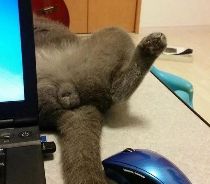 猫咪在露肚午睡,主人心血来潮弹了一下猫咪的蛋蛋,猫咪瞬间懵逼