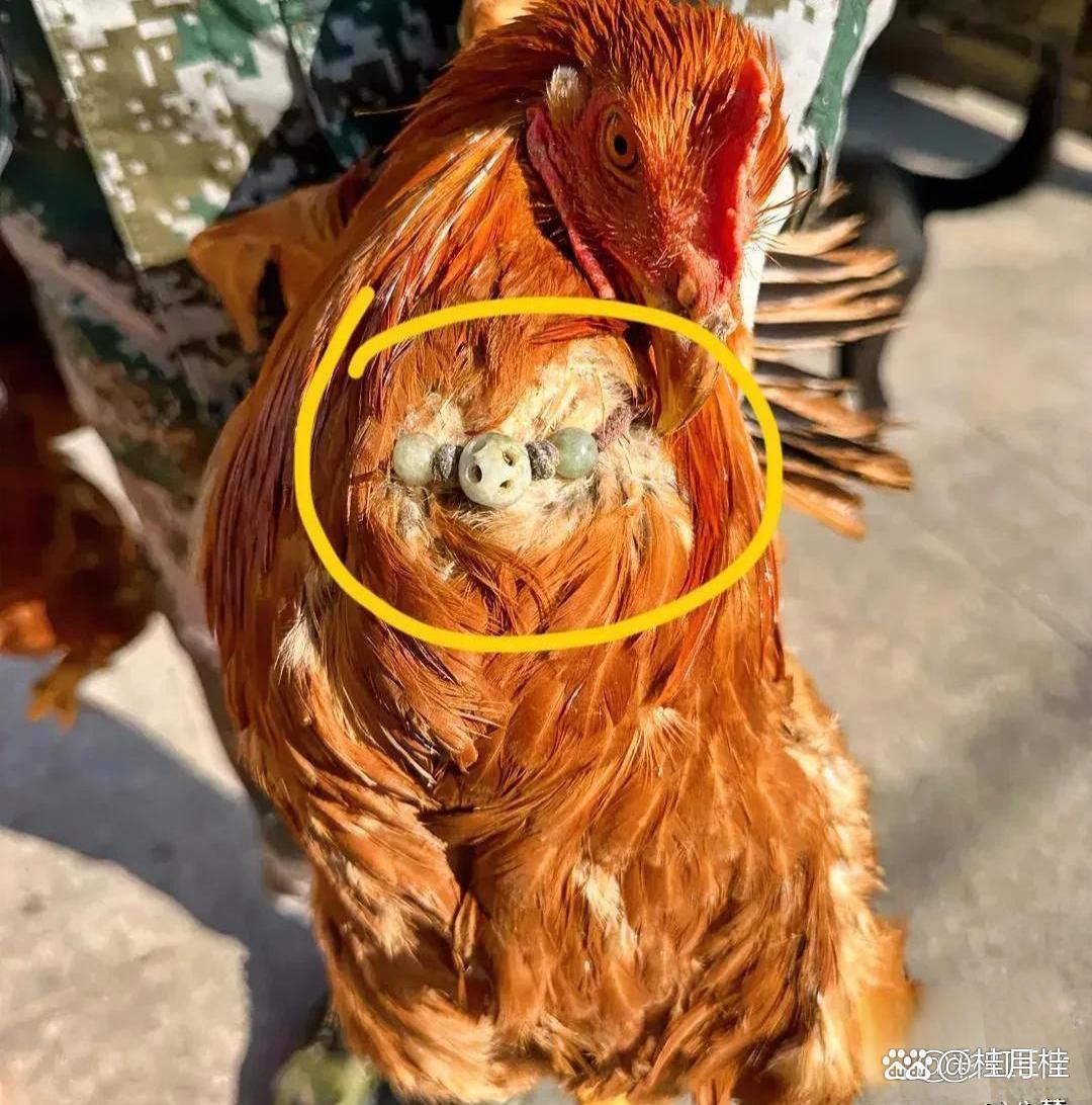 这什么情况?难不成我一不小心买了只豪门落难鸡?