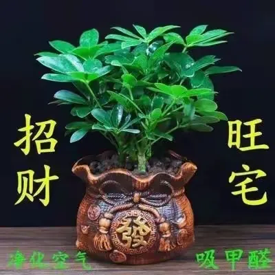 12生肖专属旺运花卉大揭秘,养对花好运连连来! 鼠:金钱树,象征财富