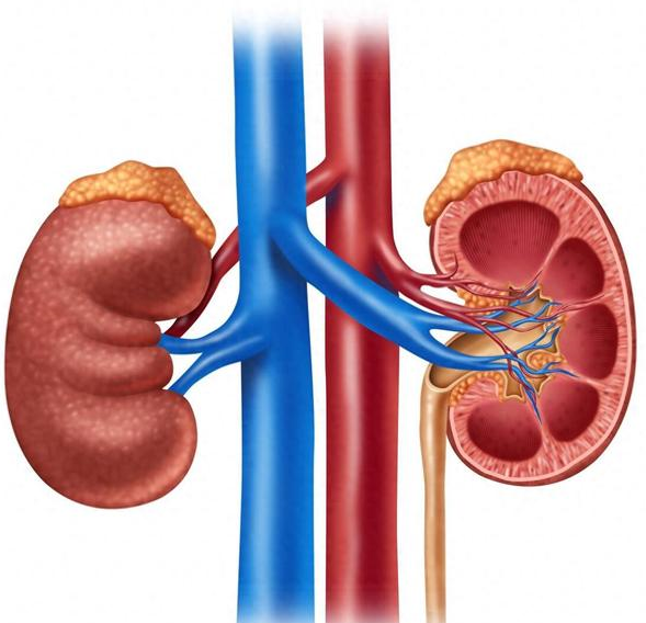 肾好的人是怎样的?5件小事保护肾脏健康