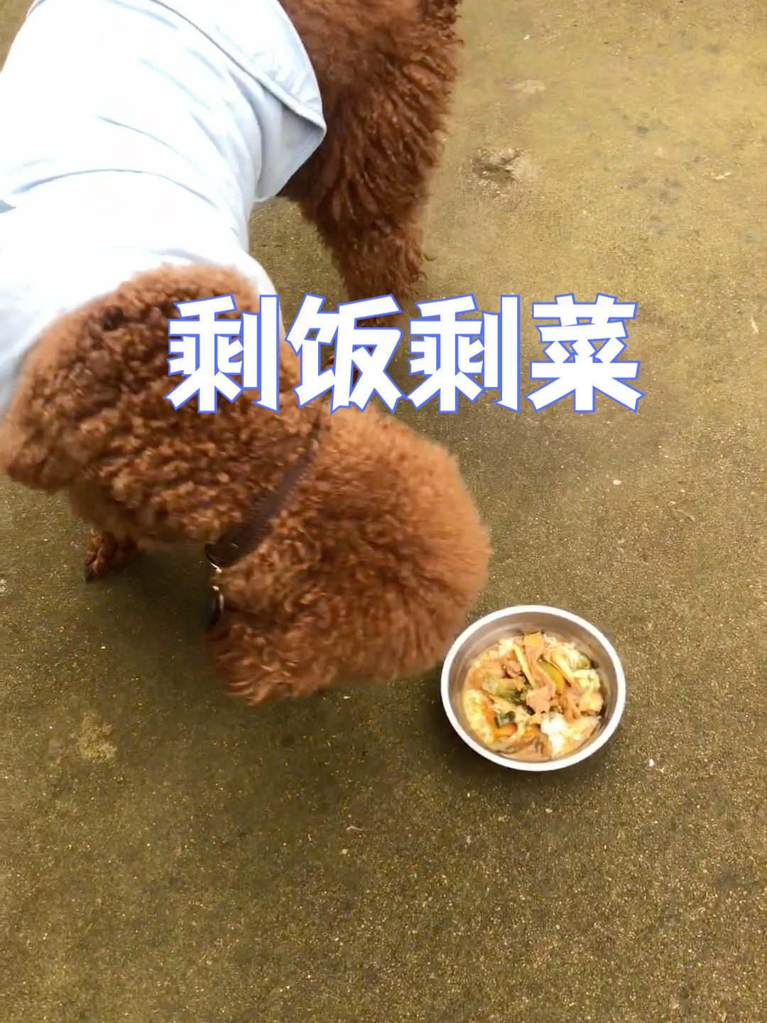 剩菜剩饭将就一顿,没有肉瞬间不香了