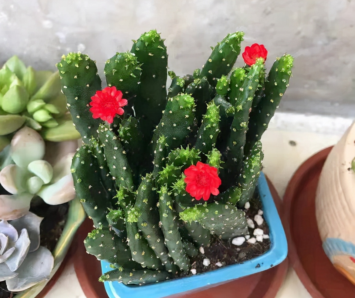 买花"猫腻"多,5种花"坑人家",卖花人不会告诉你