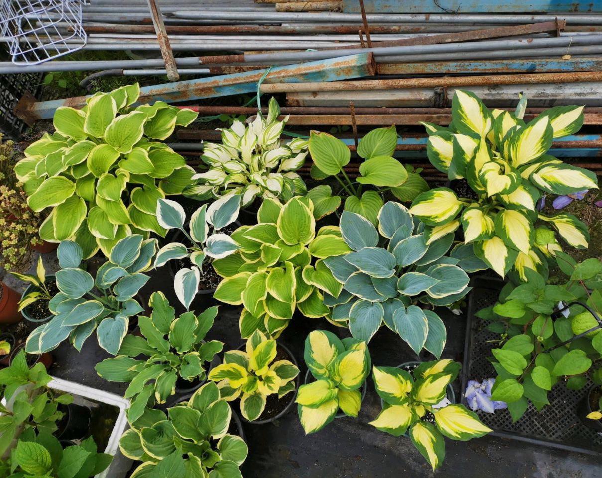探寻室内花卉的优雅之美
