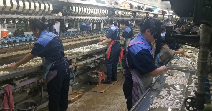 岫岩凤兴缫丝场持续追逐高质量发展