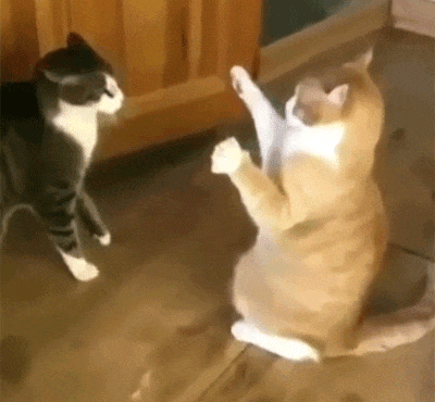 猫咪打架先骂街?解密猫界脏话与和解暗号!