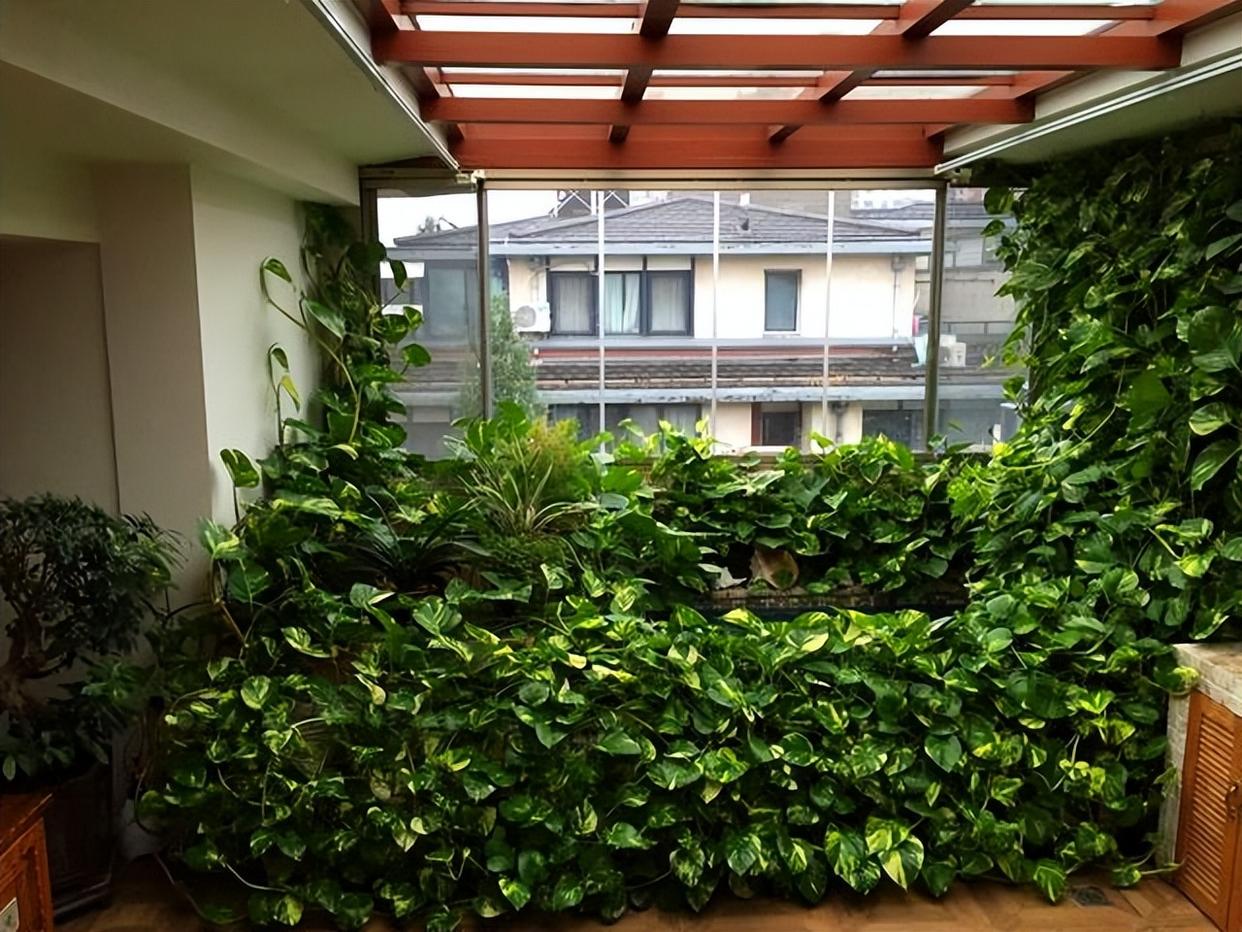 发现一户人家,屋里的"绿萝"缠满整个房梁,一圈又一圈,真壮观