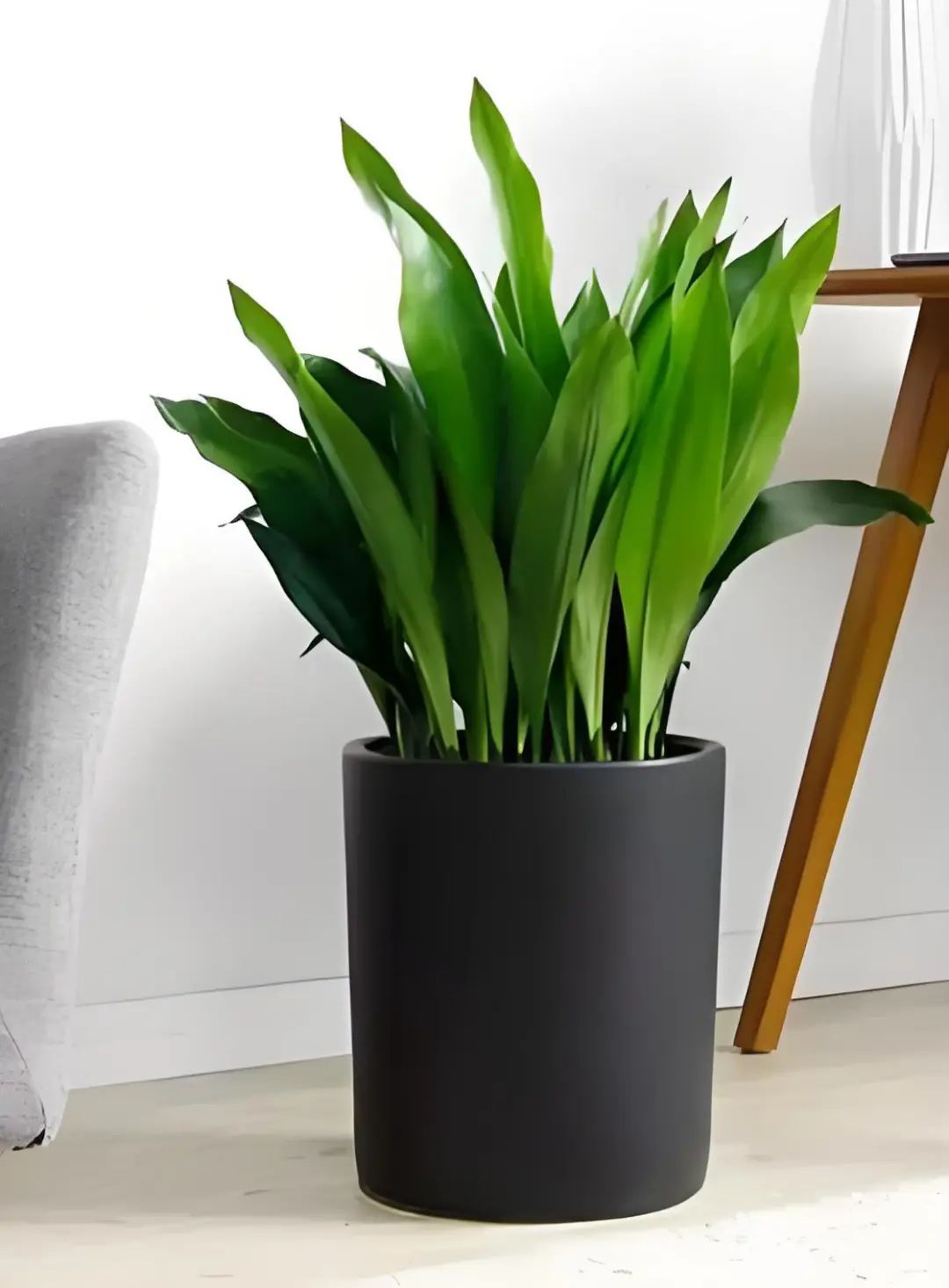 五种耐阴花卉,家里没光也能养,四季常绿不是梦!