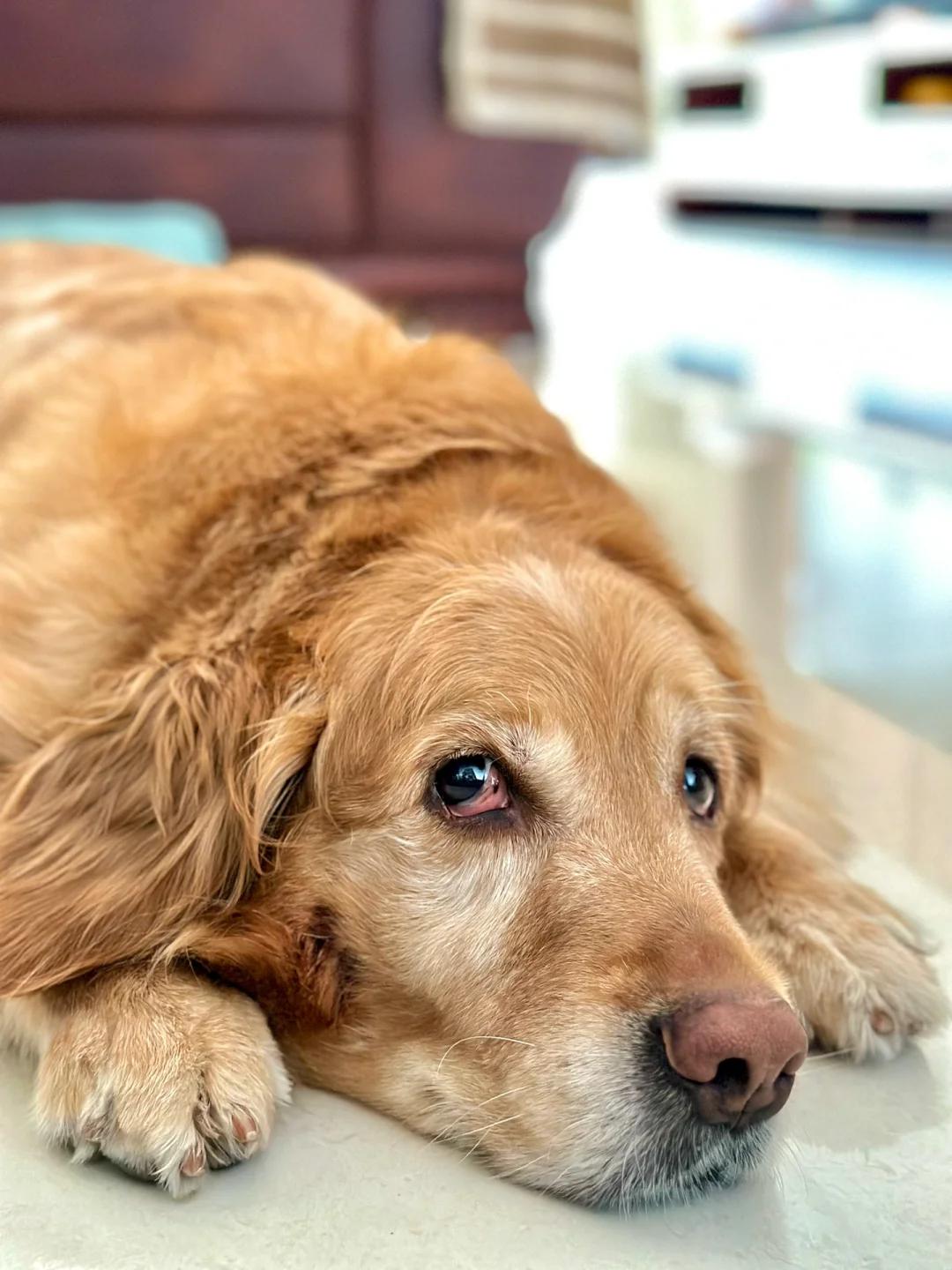 为何狗狗总喜欢趴在地上?原因及解决方法详析