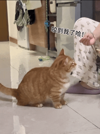 猫不吃饭,铲屎官以为它在挑食.大橘:我不挑食的,除非饭是馊的