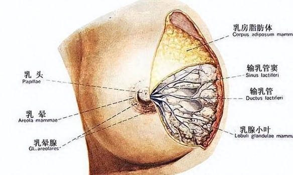 女性乳房长了一个小硬块摸着有点疼是怎么回事?医生:小心3种病