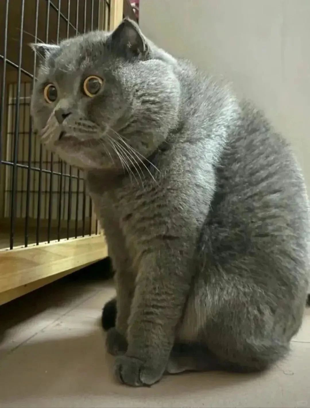 最值得女生养的猫:猫界的"蓝胖子",凭什么成为顶流男友猫?