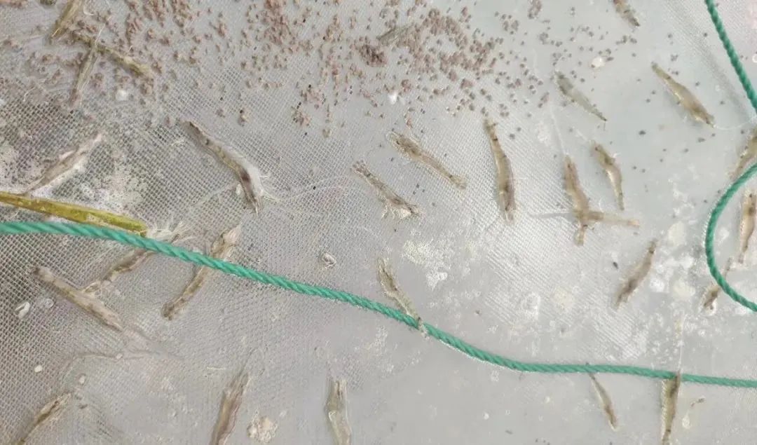 揭秘南美白对虾的"超级器官":肝脏的奥秘