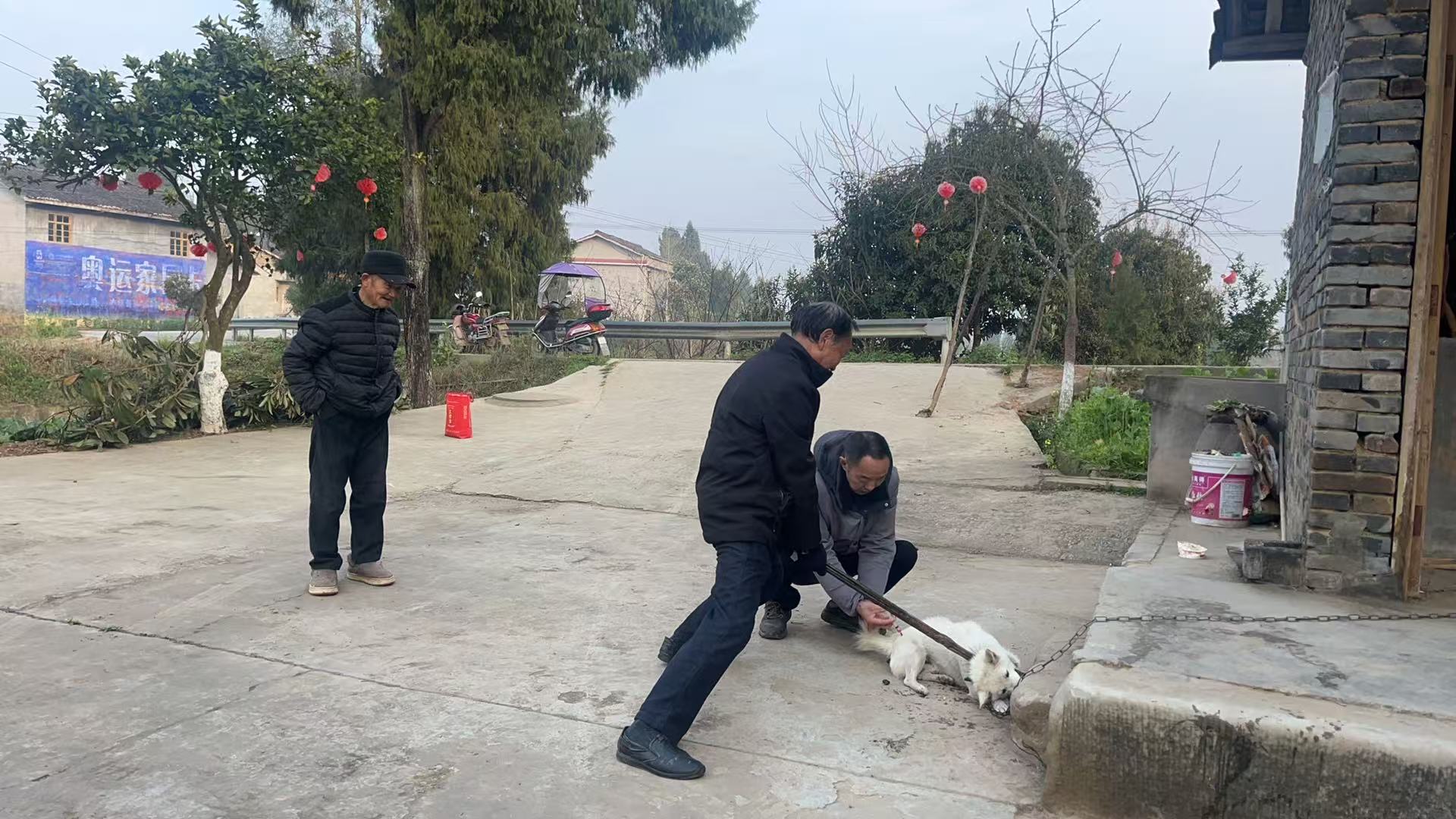 3月13日,阆中市洪山镇正式拉开2025年春季狂犬病疫苗免费接种行动的