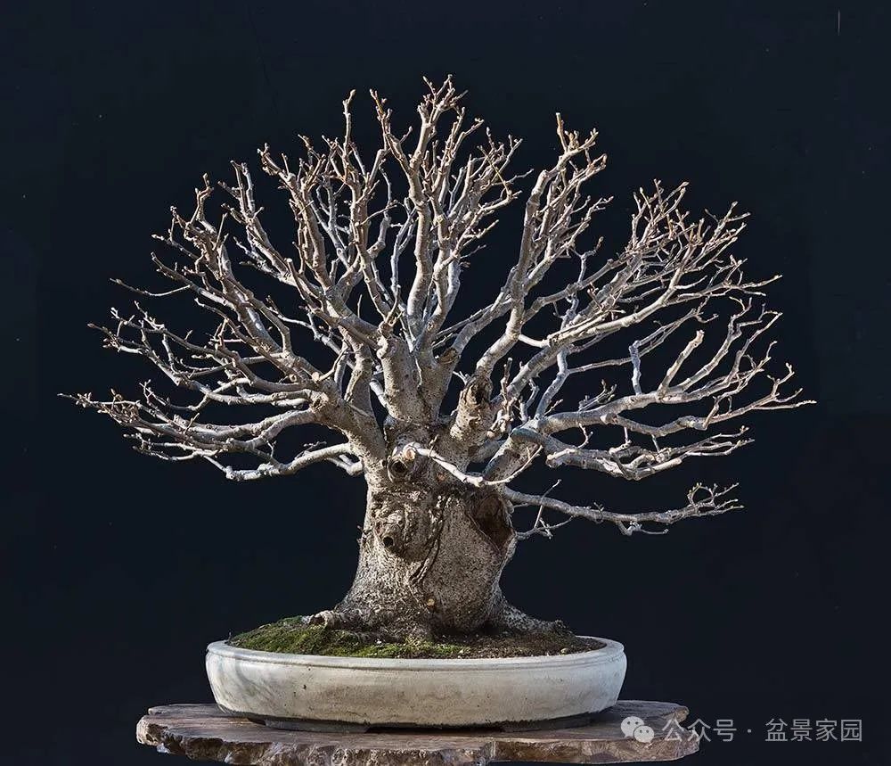 弹弓叉树桩也能做出经典盆景,这个思路值得学习