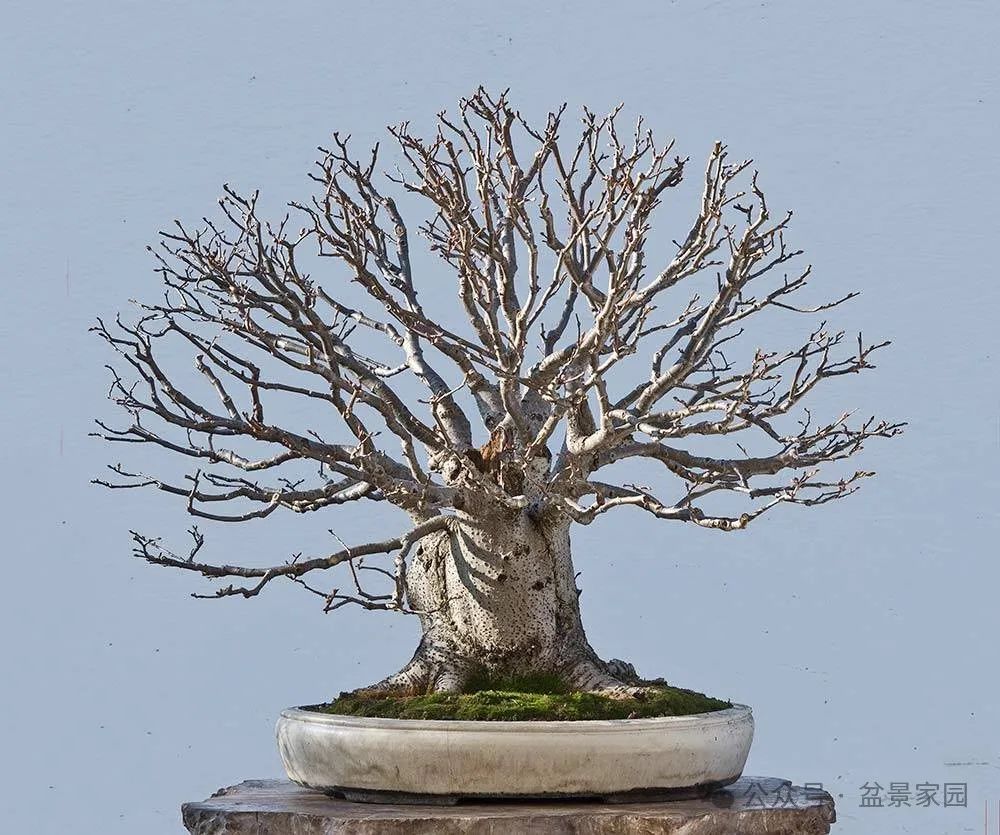 弹弓叉树桩也能做出经典盆景,这个思路值得学习